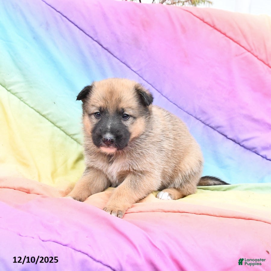Mixed Breed dogs Bailey - Ad 2