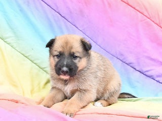 Mixed Breed dogs Bailey - Ad 6