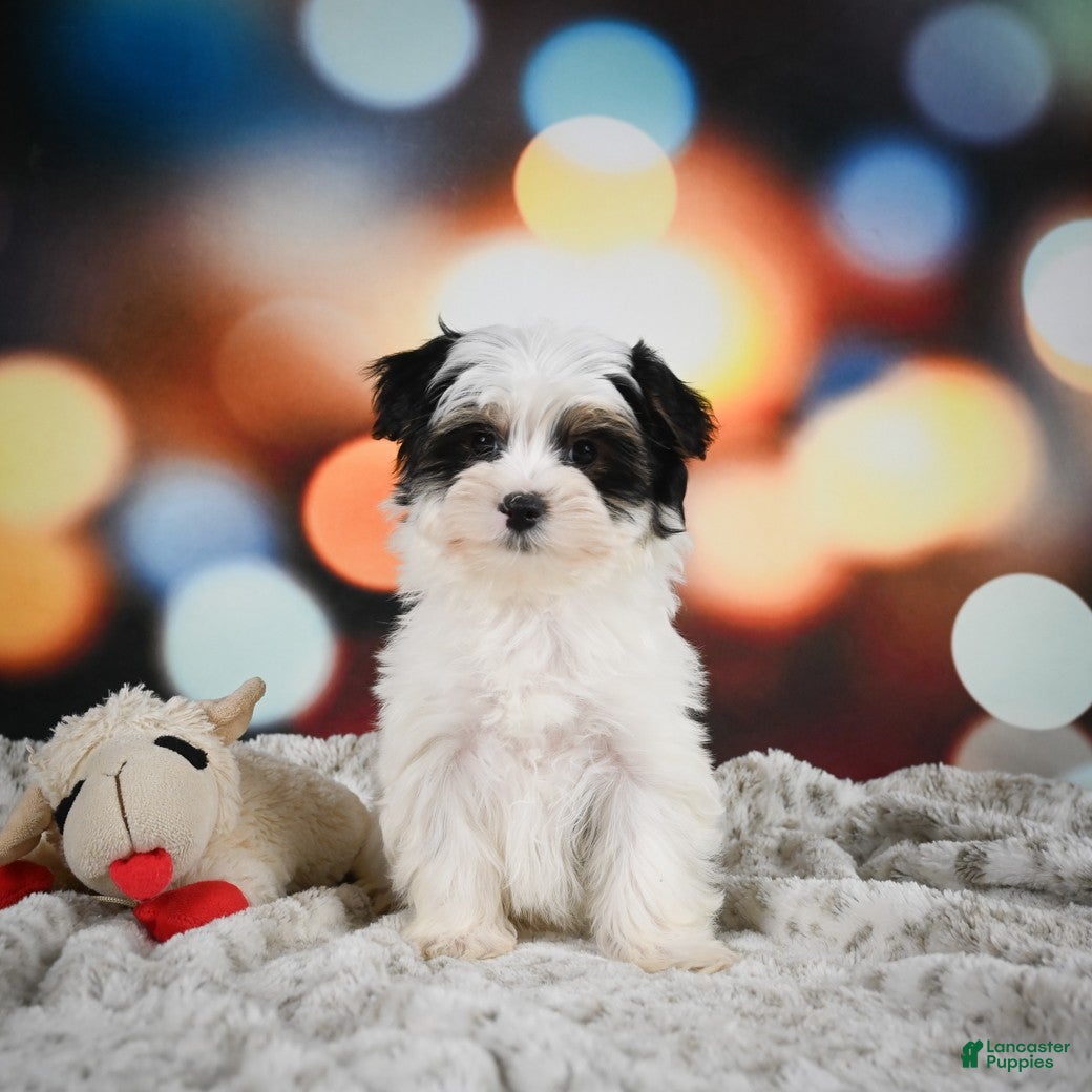 Morkie dogs Toby - Ad 2