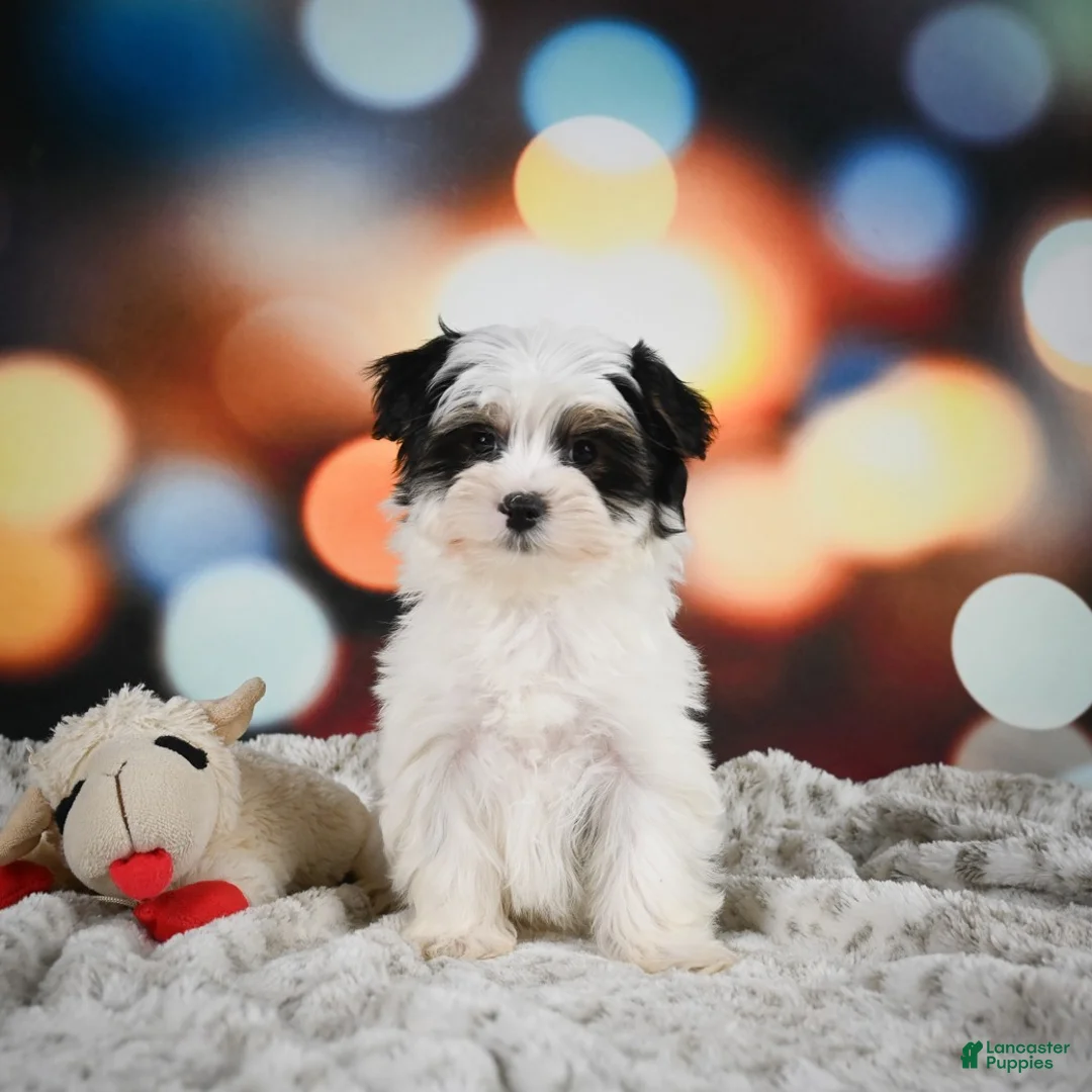 Morkie dogs for sale: Toby - Ad 2
