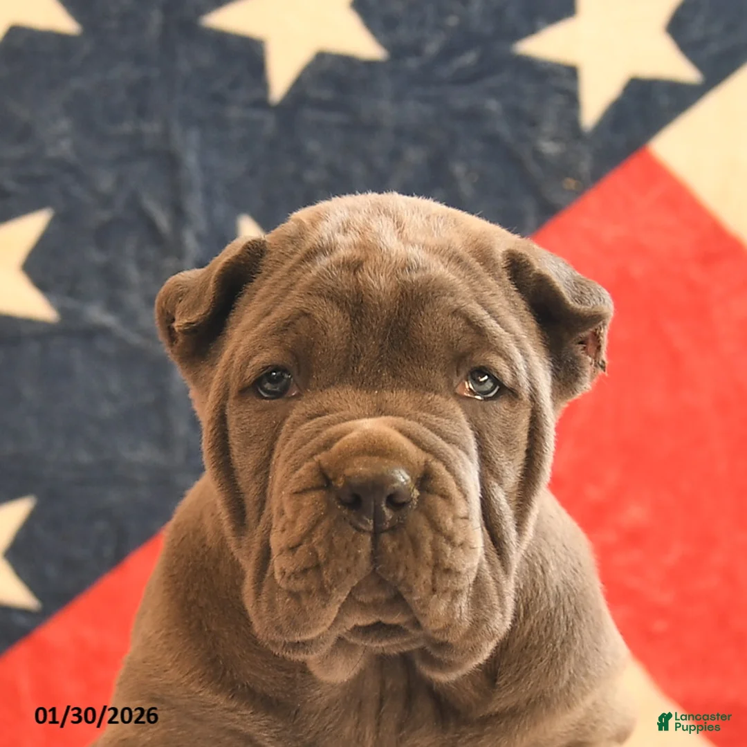 Cane Corso dogs for sale: Ivory - Ad 3