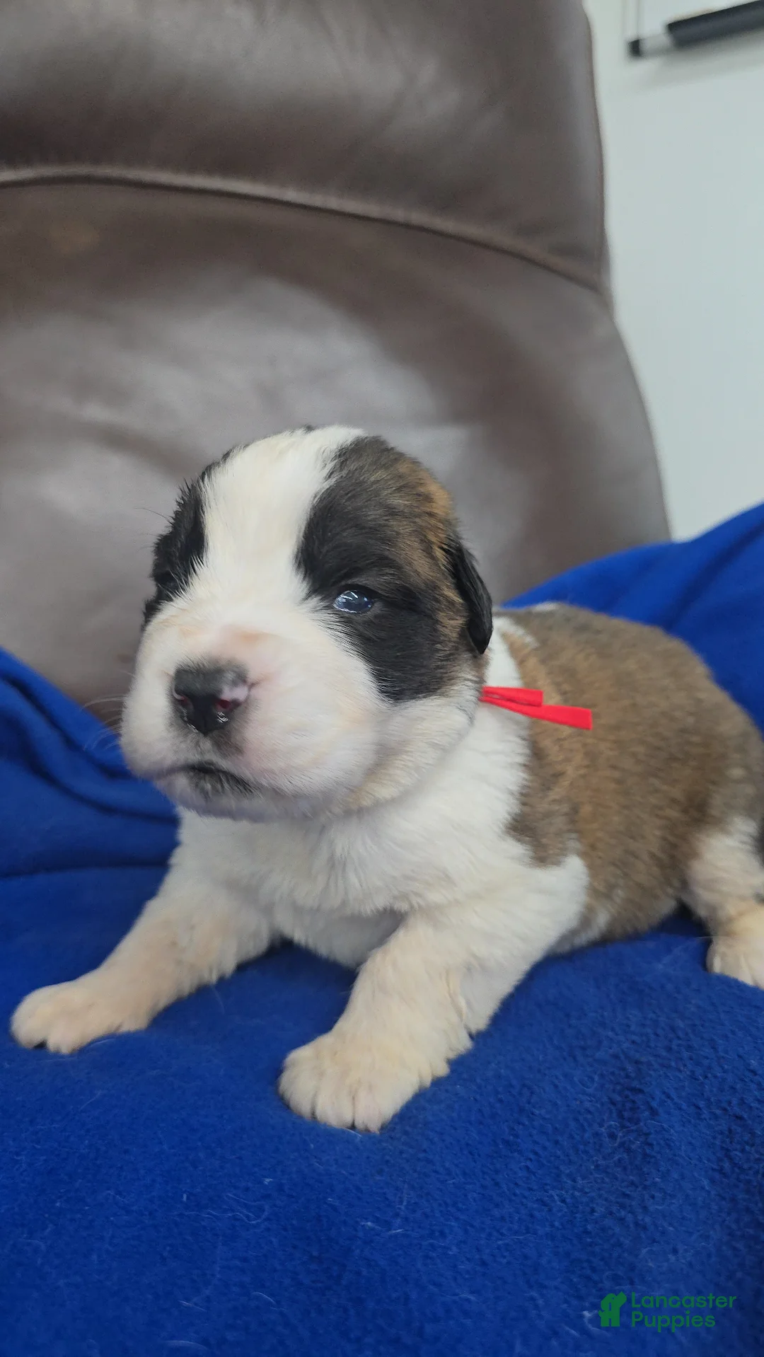 Saint Bernard dogs for sale: Marvin - Ad 2