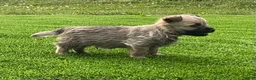 Cairn Terrier dogs for sale: Charlie - Ad 6
