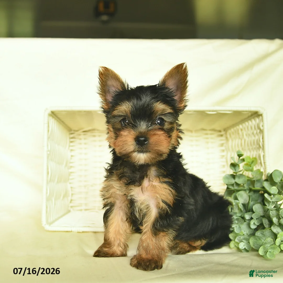 Yorkshire Terrier dogs for sale: Lasso  - Ad 1