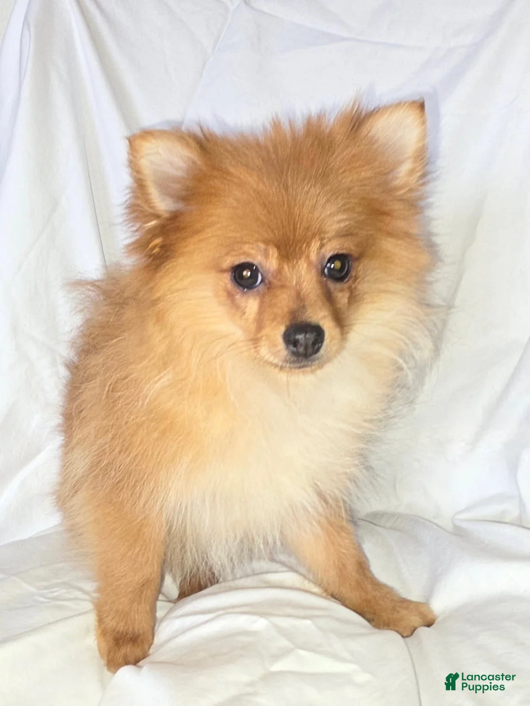 Pomeranian dogs for sale: Pomeranian Puppy 1 - Ad 1