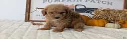 Mini Goldendoodle dogs for sale: Duke - Ad 6