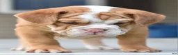 Mixed Breed dogs for sale: Hercules Bulldog hybrid  - Ad 51