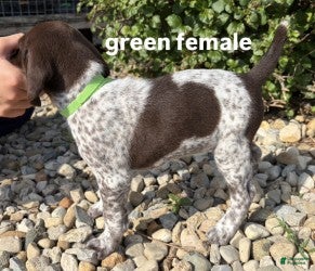 German Shorthaired Pointer dogs Green Female - Ad 1
