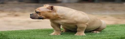 American Bully dogs for sale: Fawn Female - Ad 3