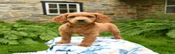 Cockapoo dogs for sale: Denver - Ad 4