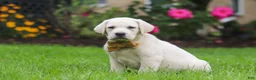 Labrador Retriever dogs for sale: Bernie - Ad 4