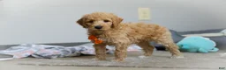 Standard Poodle dogs for sale: Gus AKC - Ad 2