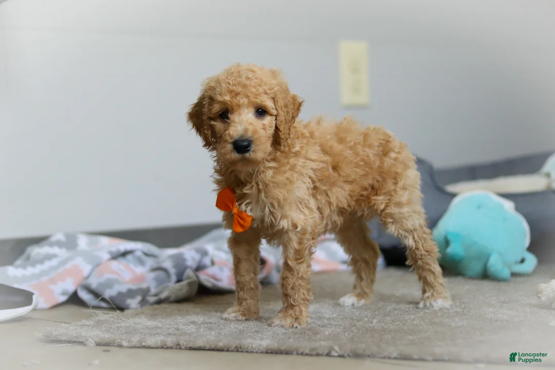 Standard Poodle dogs for sale: Gus AKC - Ad 2