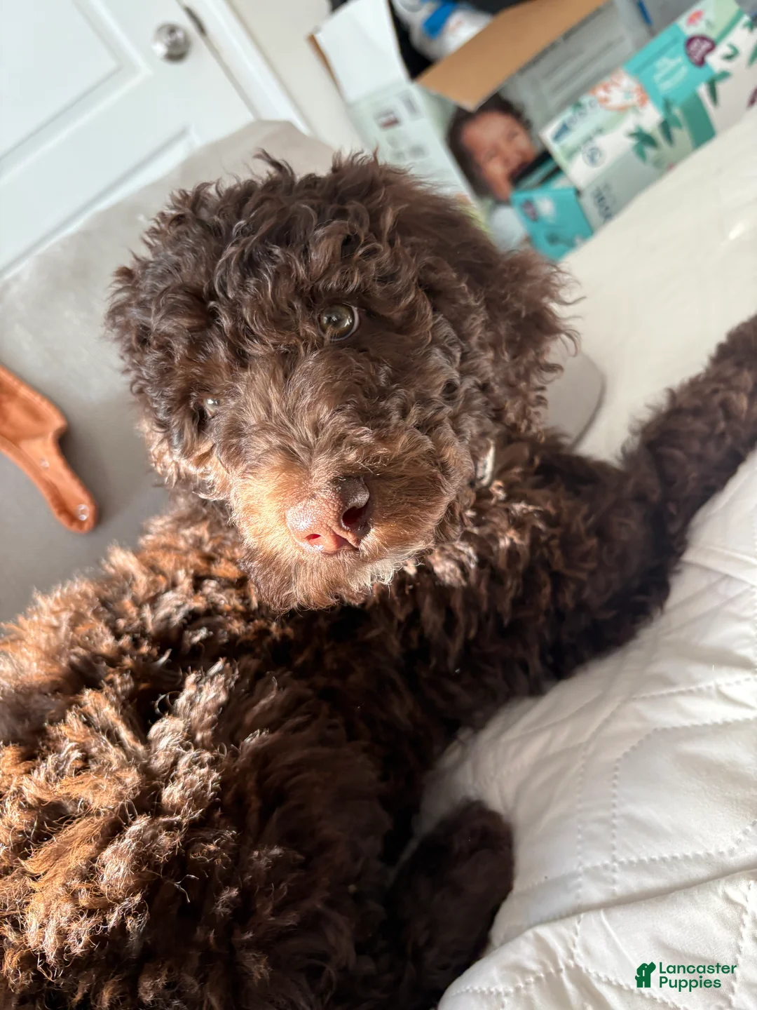 Standard Poodle dogs for sale: Standard Poodle Puppy 2 - Ad 2