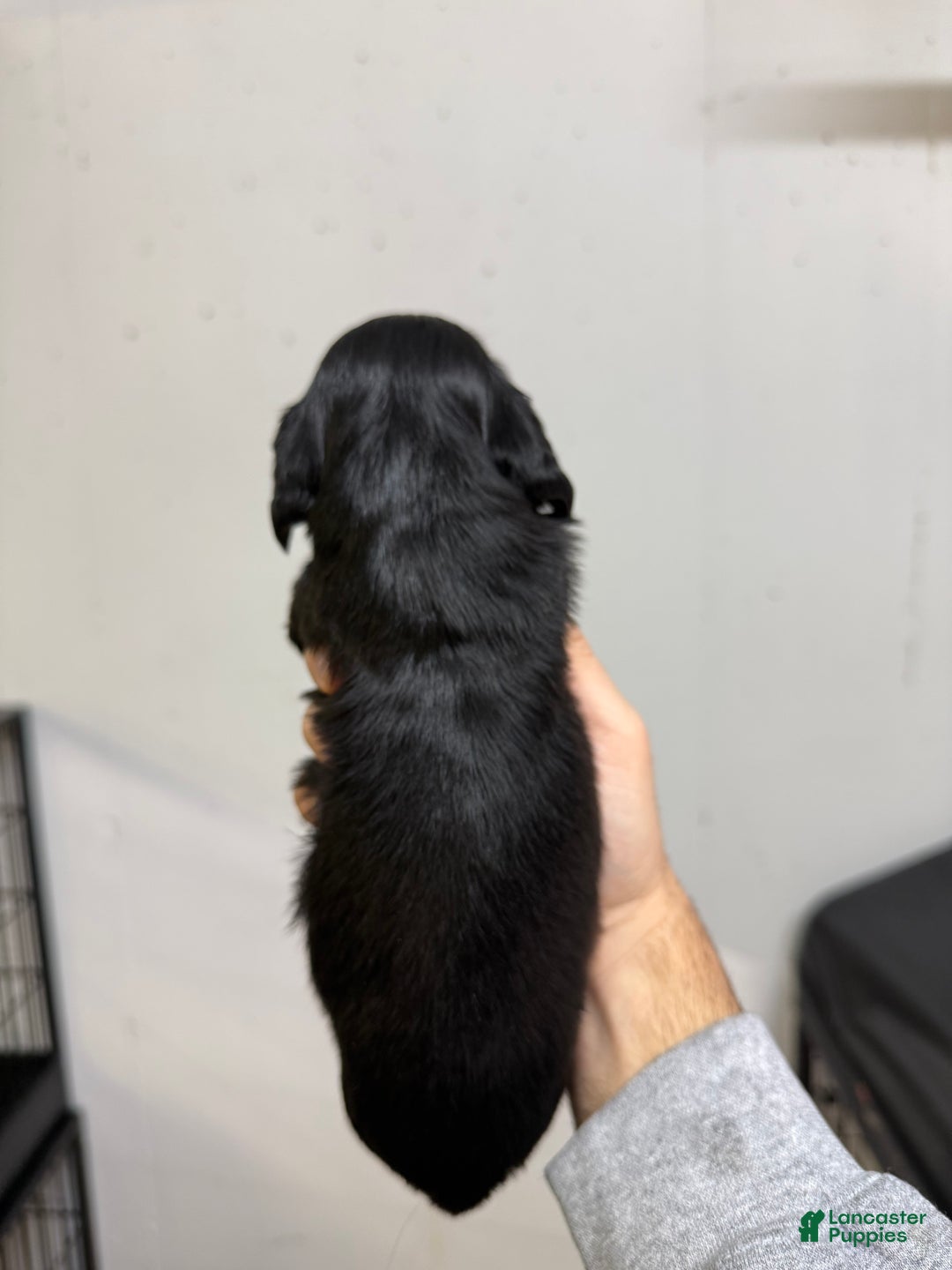 Miniature Dachshund dogs for sale: Casey  - Ad 2