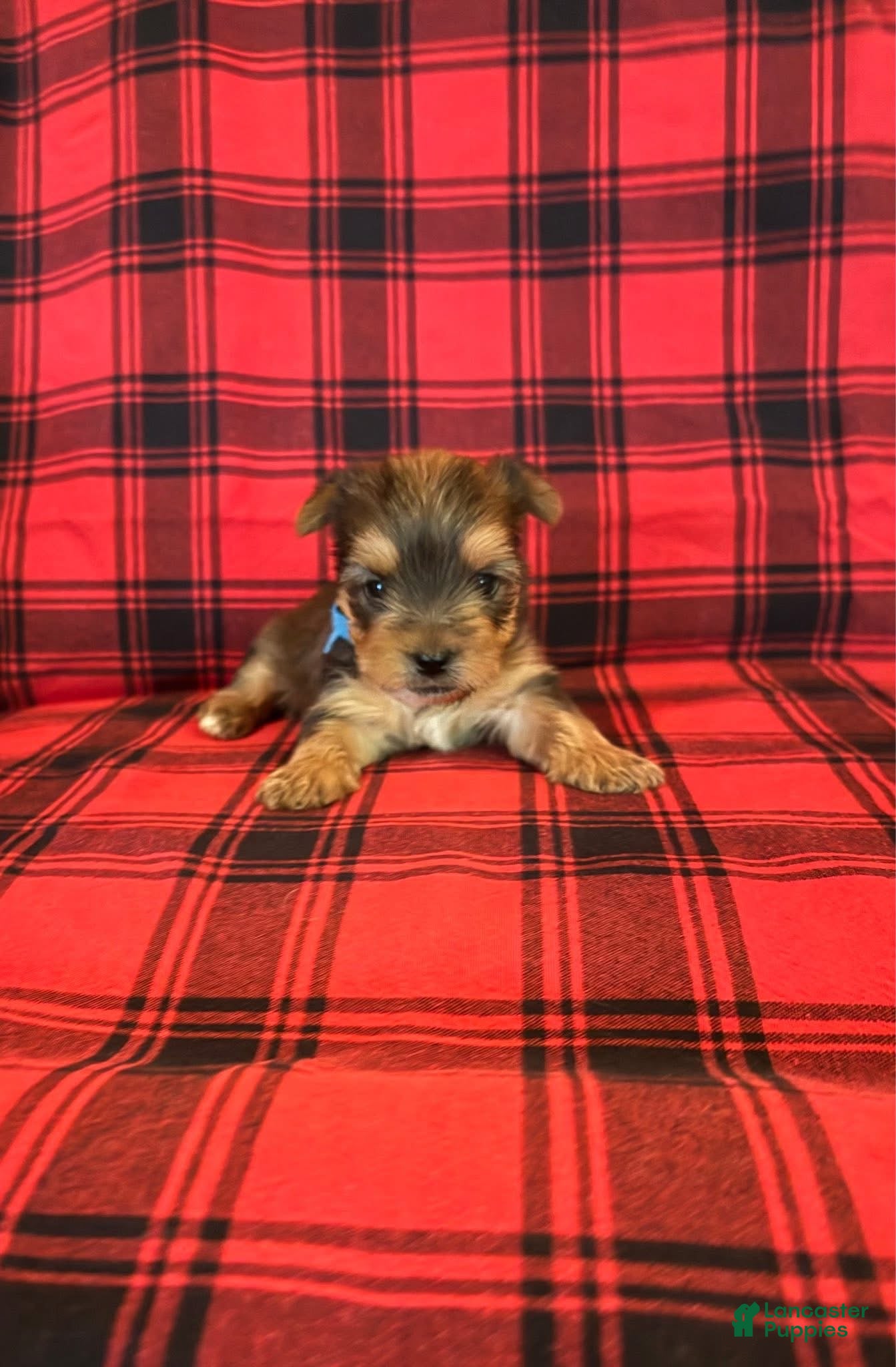 Yorkshire Terrier dogs for sale: Yorkshire Terrier 1 - Ad 1