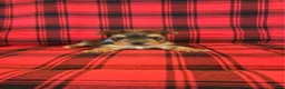 Yorkshire Terrier dogs for sale: Yorkshire Terrier 1 - Ad 1