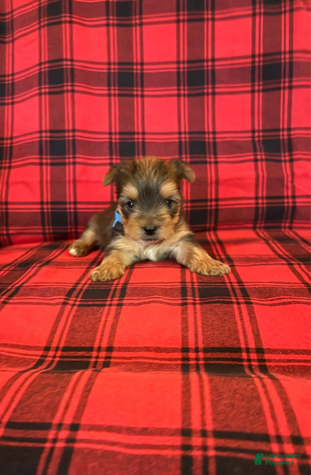 Yorkshire Terrier dogs for sale: Yorkshire Terrier 1 - Ad 1