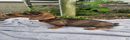 Dachshund dogs for sale: Maggie - Ad 8