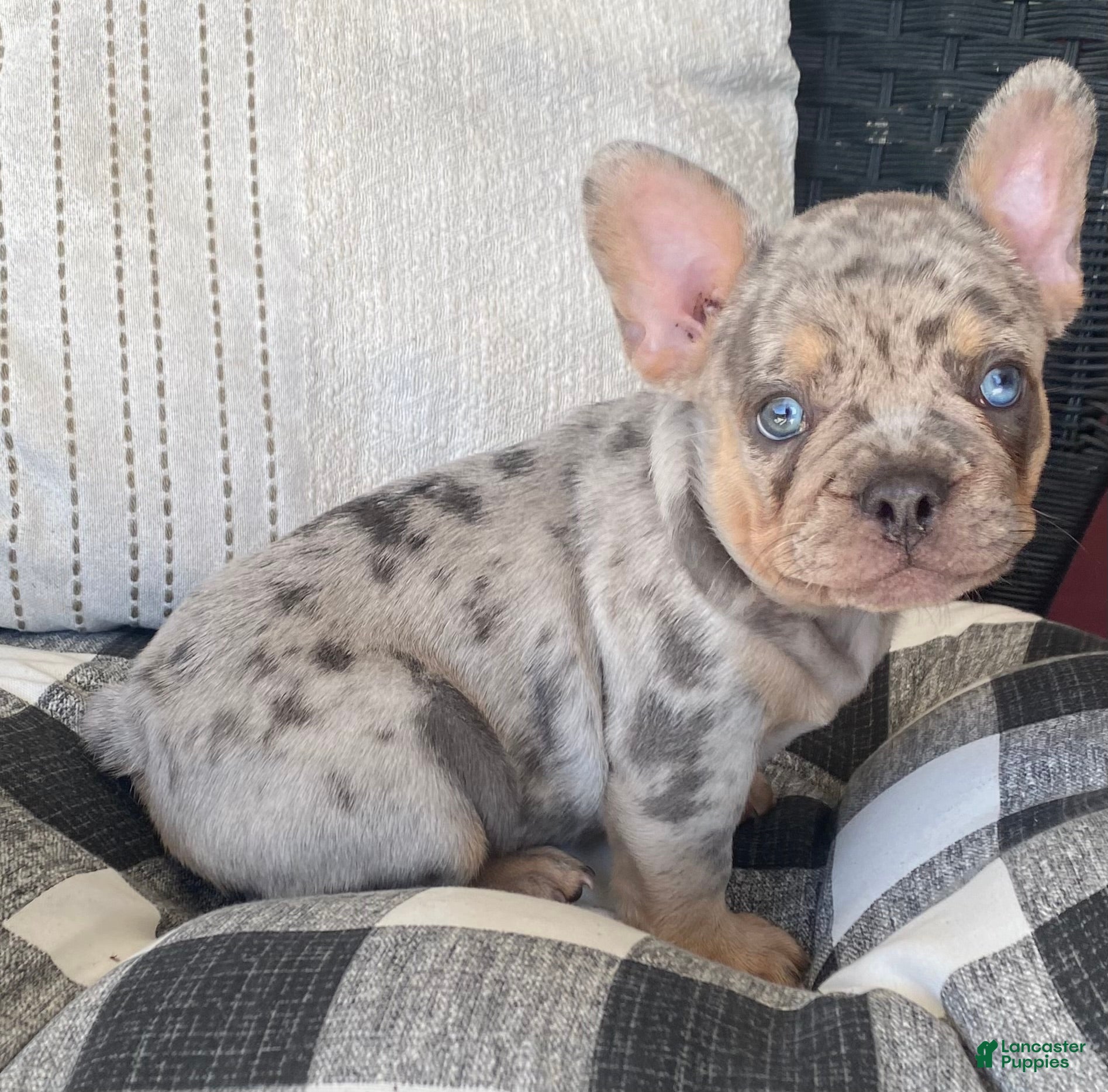French Bulldog dogs AKC Melman  - Ad 1
