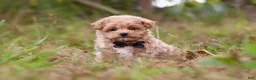 Maltipoo dogs for sale: Nash - Ad 7