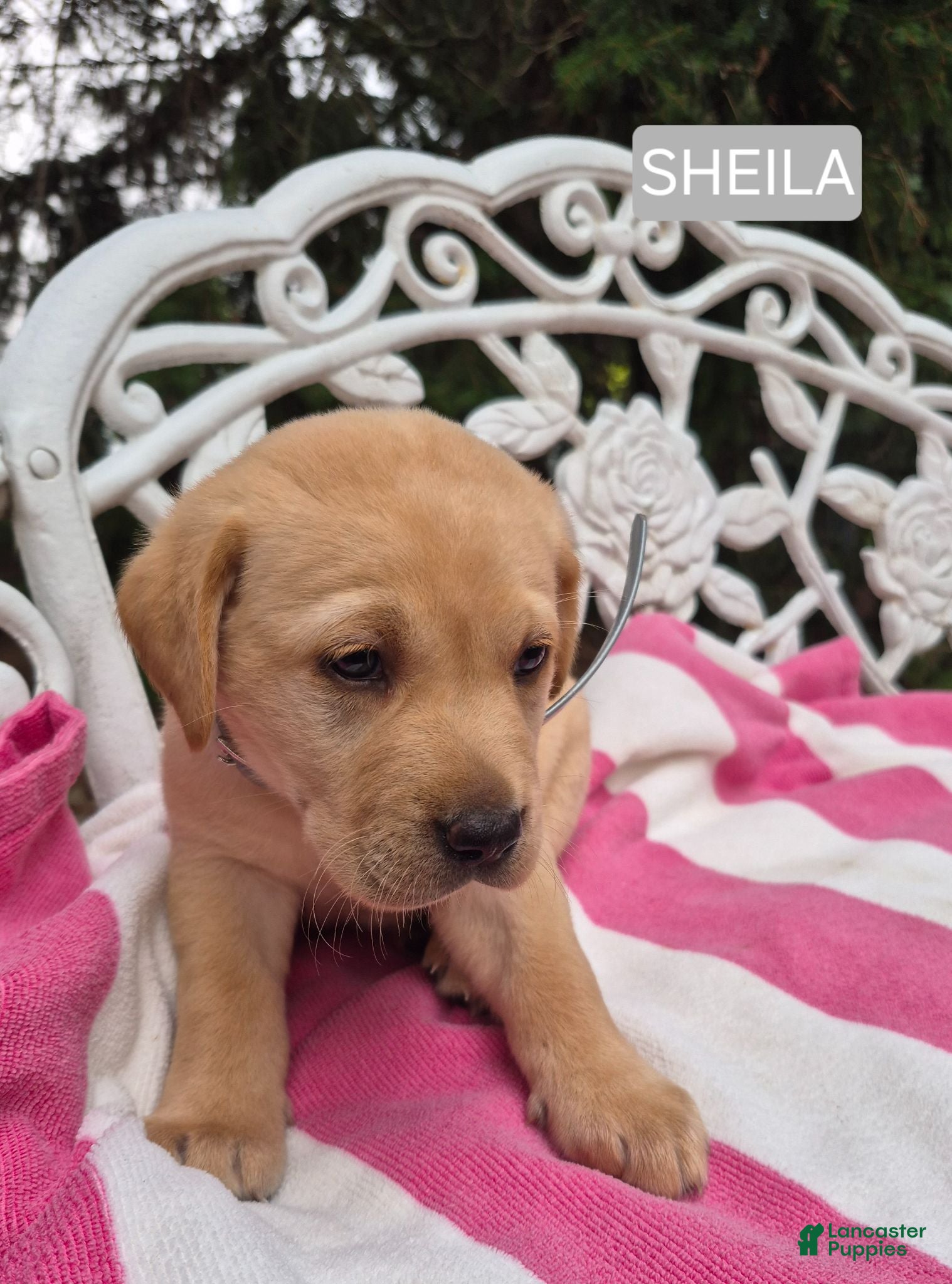 Labrador Retriever dogs Sheila - Ad 1