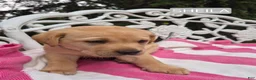 Labrador Retriever dogs for sale: Sheila - Ad 1