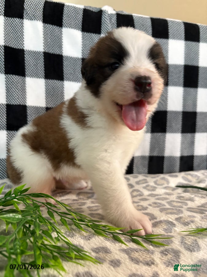 Saint Bernard dogs Durmax - Ad 2
