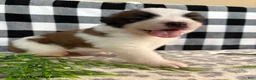Saint Bernard dogs for sale: Durmax - Ad 2