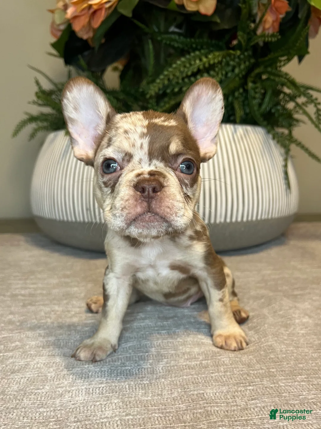 French Bulldog dogs for sale: Maple - Ad 1