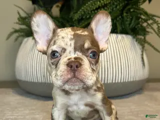 French Bulldog dogs Maple - Ad 39