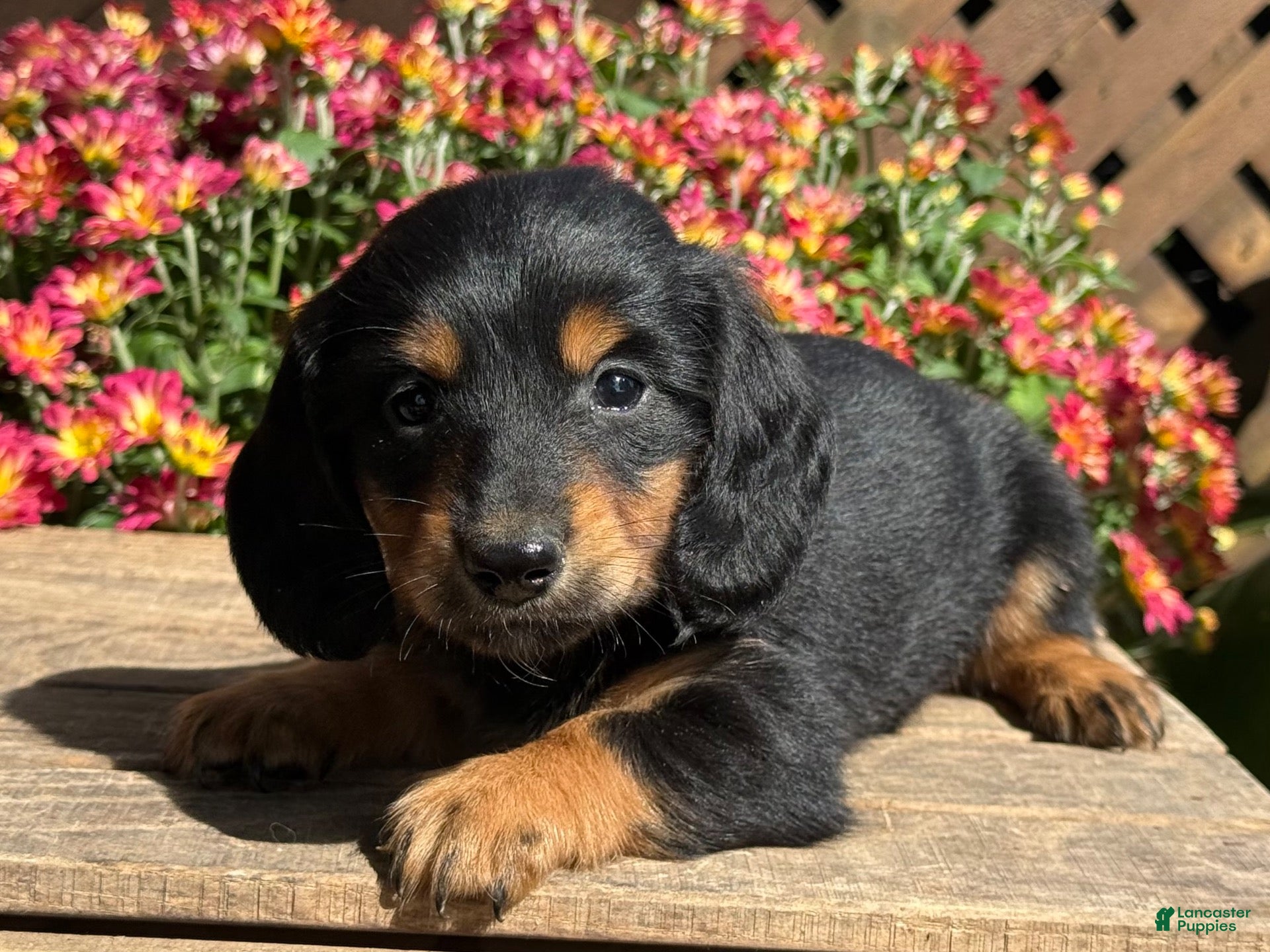 Miniature Dachshund dogs Coffee - Ad 2