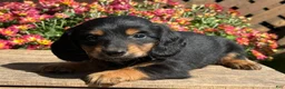 Miniature Dachshund dogs for sale: Coffee - Ad 2