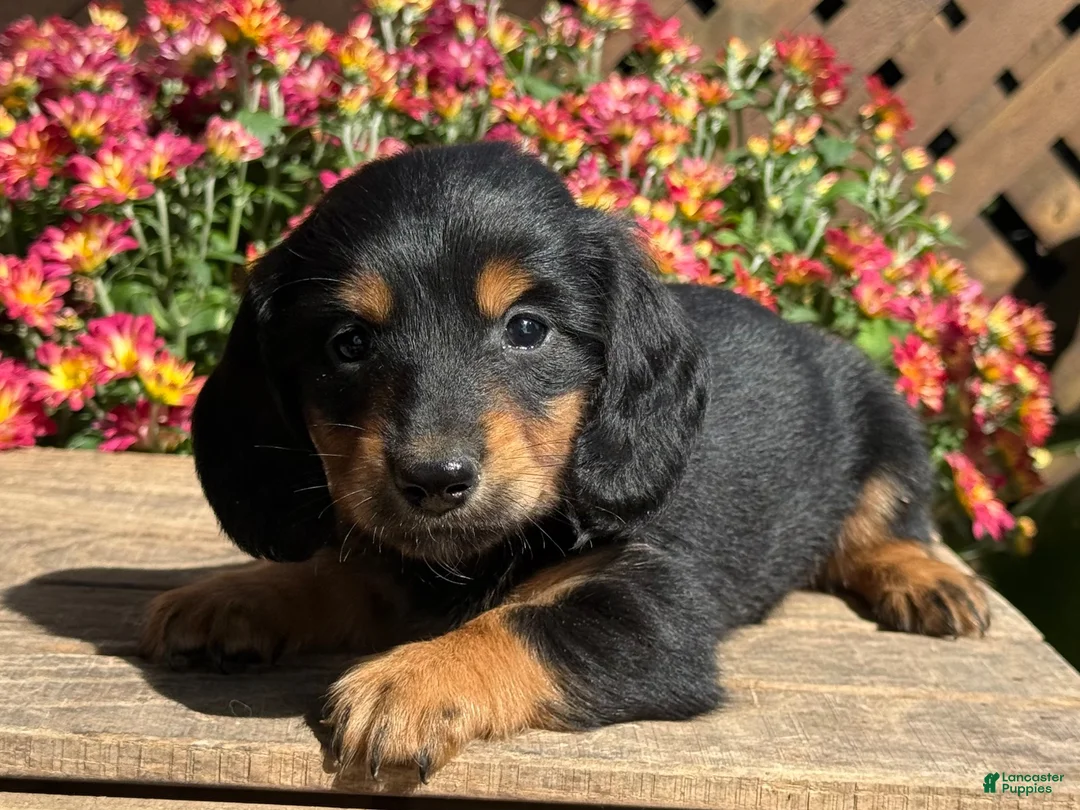 Miniature Dachshund dogs for sale: Coffee - Ad 2