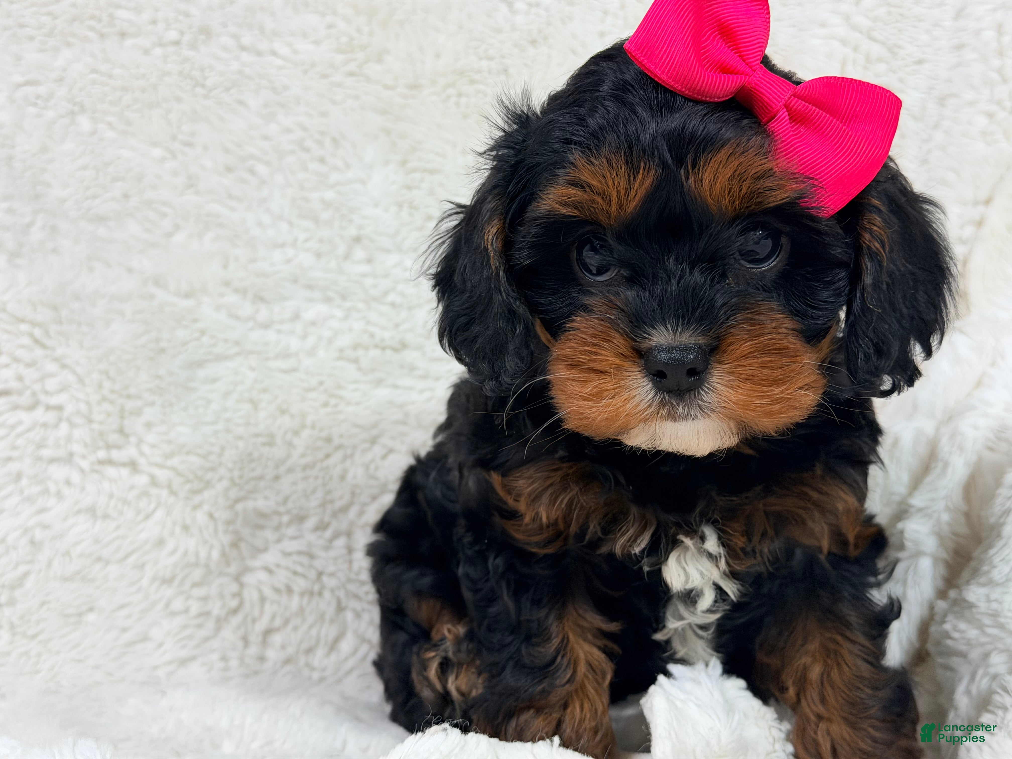 Cavapoo dogs Hershey 🎀🍫 - Ad 2