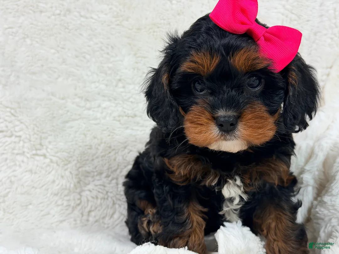 Cavapoo dogs for sale: Hershey 🎀🍫 - Ad 2