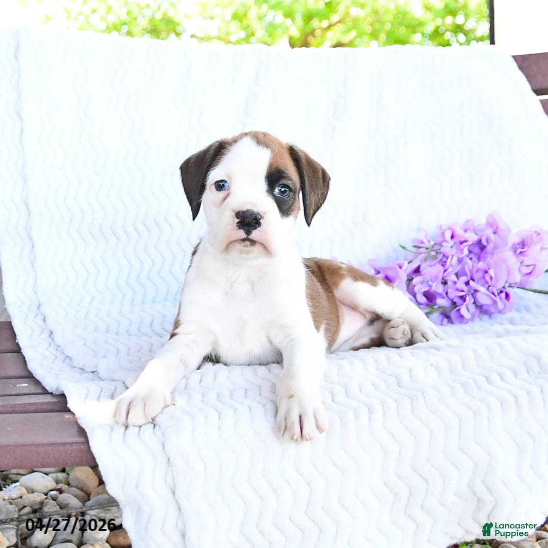 Boxer dogs for sale: Coconut - Ad 3