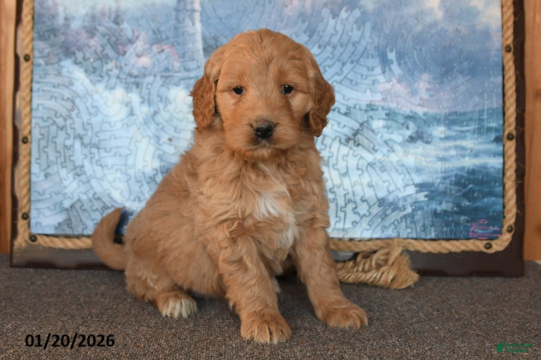 Goldendoodle dogs for sale: Paris - Ad 3