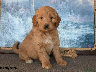 Goldendoodle dogs Paris - Ad 42