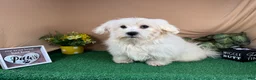 Mixed Breed dogs for sale: Mixed Breed 1 - Ad 6
