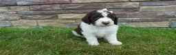 Newfypoo dogs for sale: F1b Teddy - Ad 3