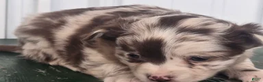 Chihuahua Puppy 4