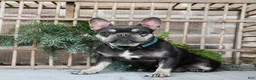 Mixed Breed dogs for sale: Bruno - Ad 6