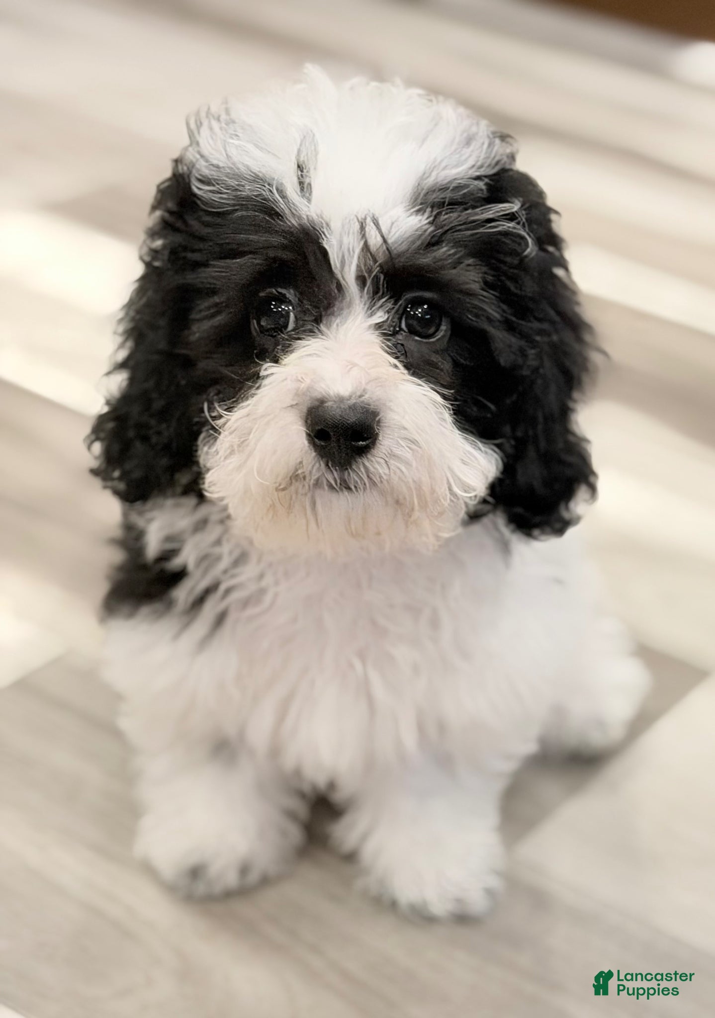 Havapoo dogs Havapoo Billy - Ad 1