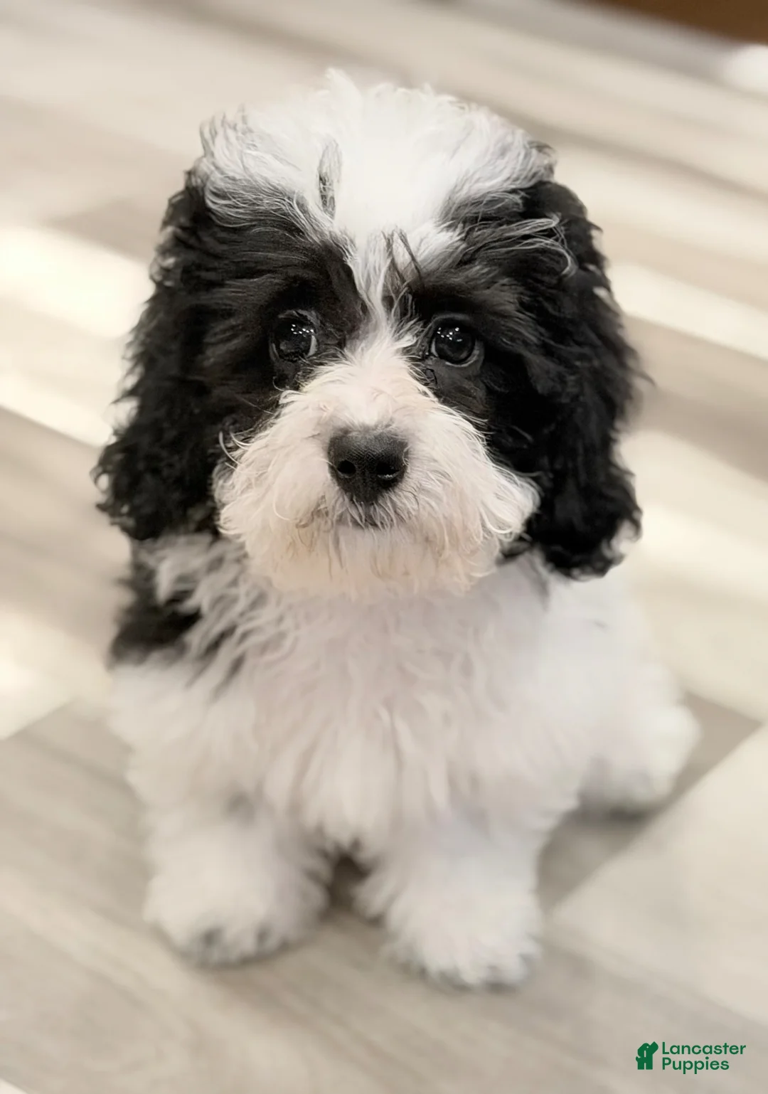 Havapoo dogs for sale: Havapoo Billy - Ad 1