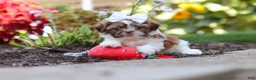 Shih Tzu dogs for sale: Juniper - Ad 9