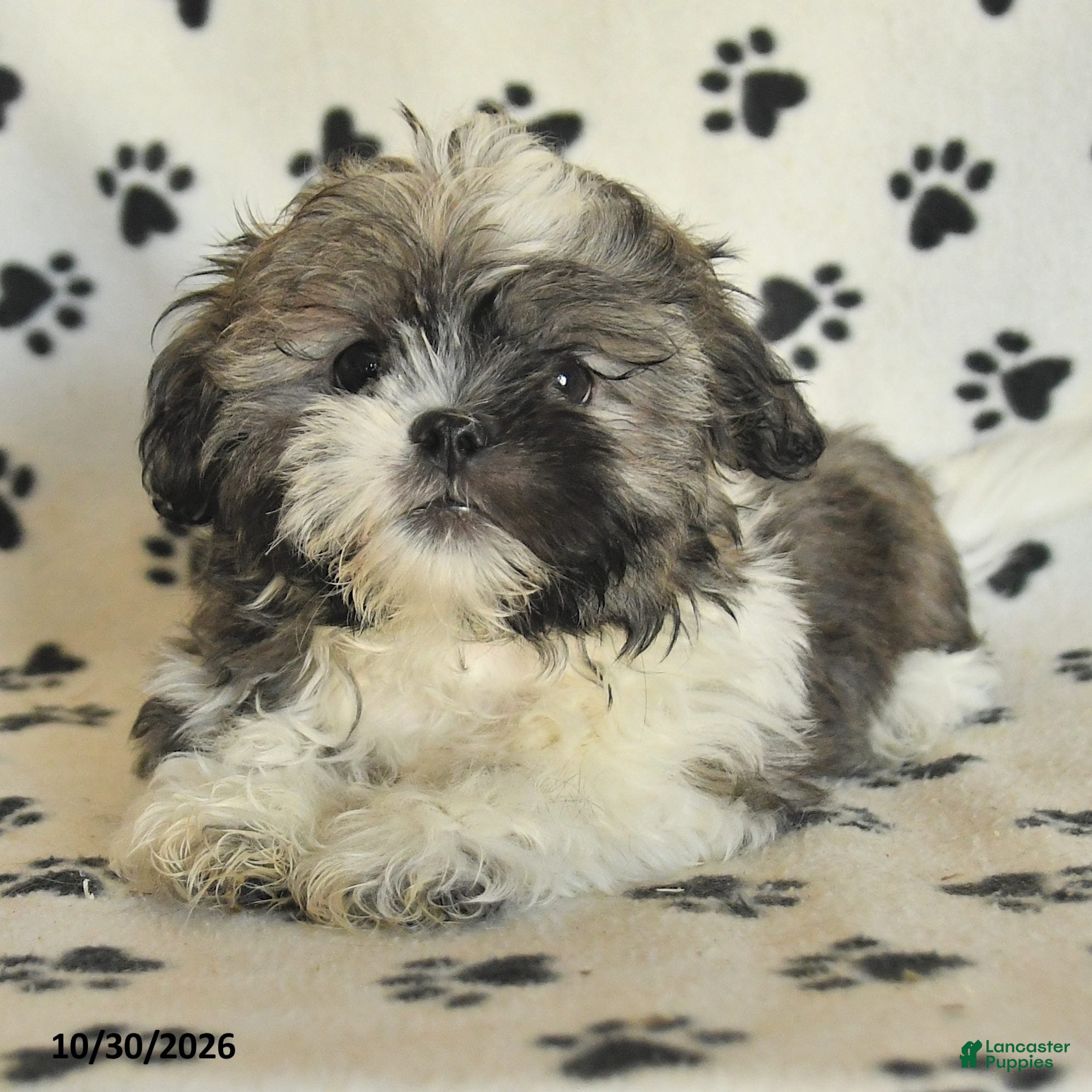 Shih Tzu dogs for sale: Fudge - Ad 2