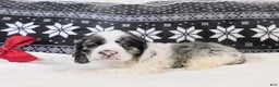 Cocker Spaniel dogs for sale: Cookies-n-Creme - Ad 3
