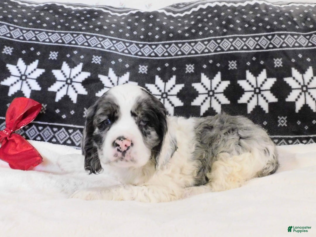 Cocker Spaniel dogs for sale: Cookies-n-Creme - Ad 3