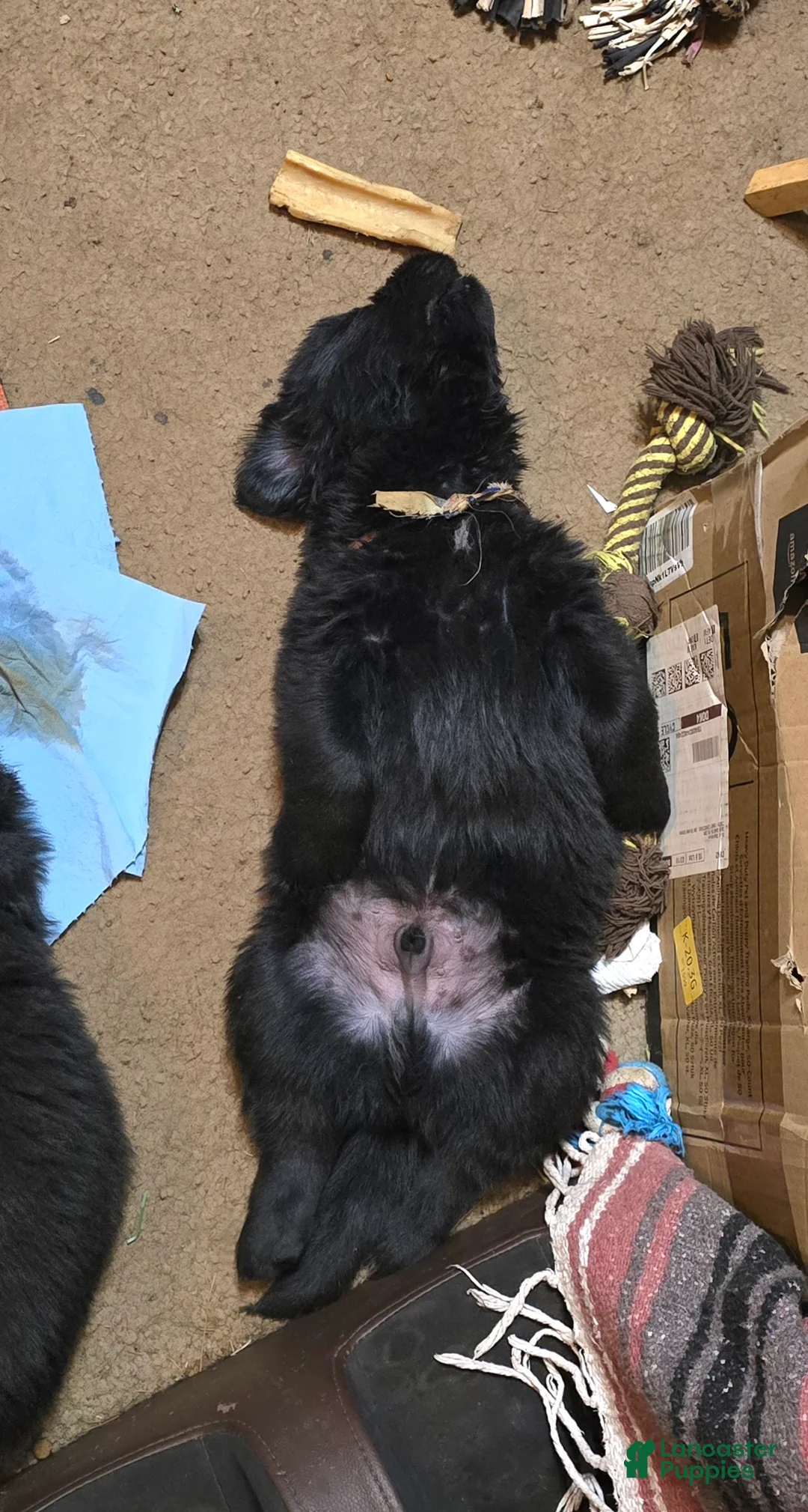 Newfoundland dogs for sale: Newfoundland Puppy 8 girl - Ad 5